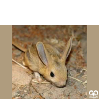 گونه دوپای ویلیامز Williams’s jerboa